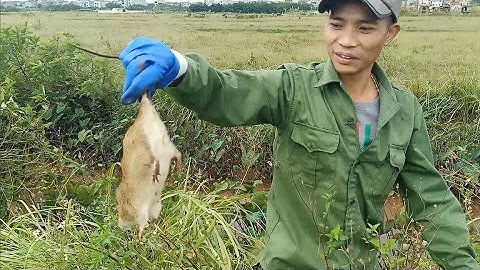 Bắt chuột đồng tại Hà Nội - Field Mouse Hunting in Hanoi 20211024