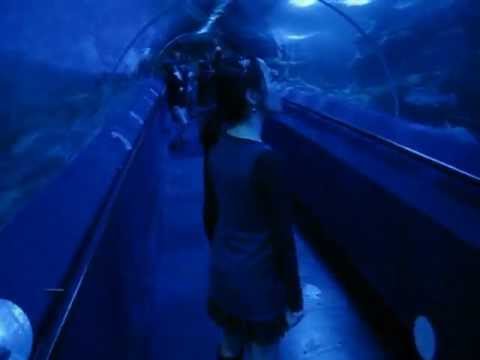 Aqua Aquarium in Hillarys, Perth - YouTube