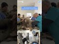 Bear being prepared for LIFE-SAVING Surgery! #animalrescue #bears #amazing #amazingshorts #wildlife