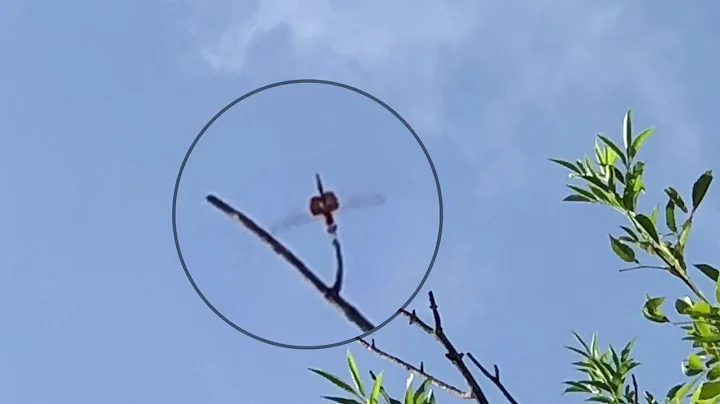 Dragonfly Drone At My House!