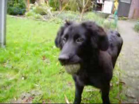 Neufundländer Mix Neufundländer Mix
