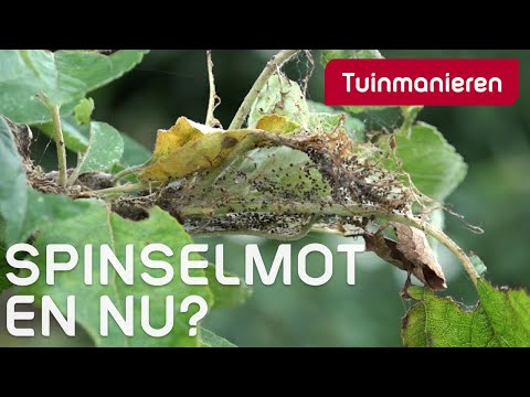 Video: Zijn korstmossen schadelijk voor bomen?