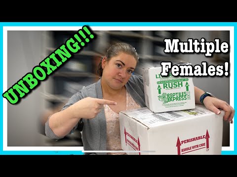UNBOXING NEW BALL PYTHONS! Rice Reptiles and Rymel Reptiles | Reptile Unboxing