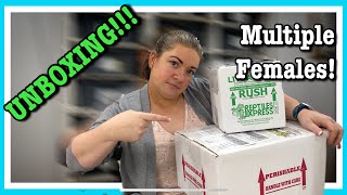 UNBOXING NEW BALL PYTHONS! Rice Reptiles and Rymel Reptiles | Reptile Unboxing
