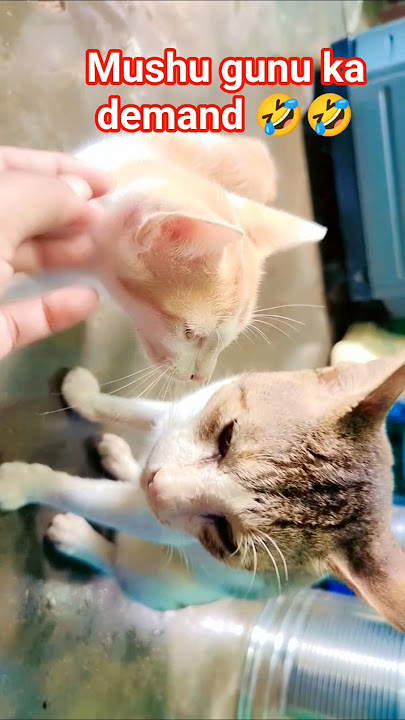 mushu gunu ka demand puri karo 🐈😘🤣🤣😽 #funny #catfunny🐈😸😼😺 #cat #catvideos #comedy #funnycute 🤣🤣🤣