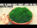 How To Grow Grass At Home For Free (With Full Updates)