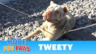 Injured Shar-Pei lives on the railroad tracks; rescuing her turned to be dangerous! Injured Shar-Pei lives on the railroad tracks; rescuing her turned to be dangerous!