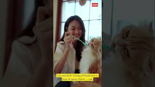 Cat Owners vs Dog Owners The Brutal Truth