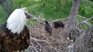 Trempealeau Eagles 20.05.2024