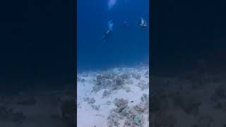 Scuba Diving in Red Sea Hurghada, Egypt