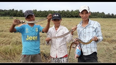 Đ9R 23 - Những cao thủ bắt rắn mùa gặt lúa ở Miền Tây