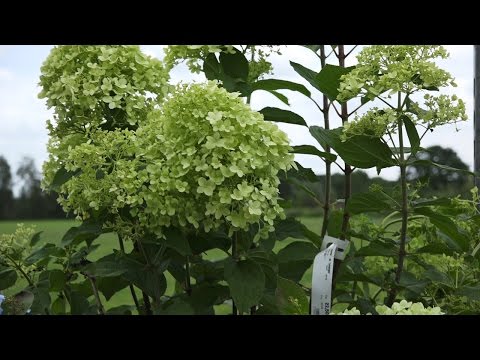 Video: Vaste planten met limoengroene bloemen - Chartreuse vaste planten voor tuinen