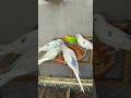 Budgies Breeding Progress 2025 | Australian budgies Lovebirds|#shortsvideo #shorts #minivlog#budgies