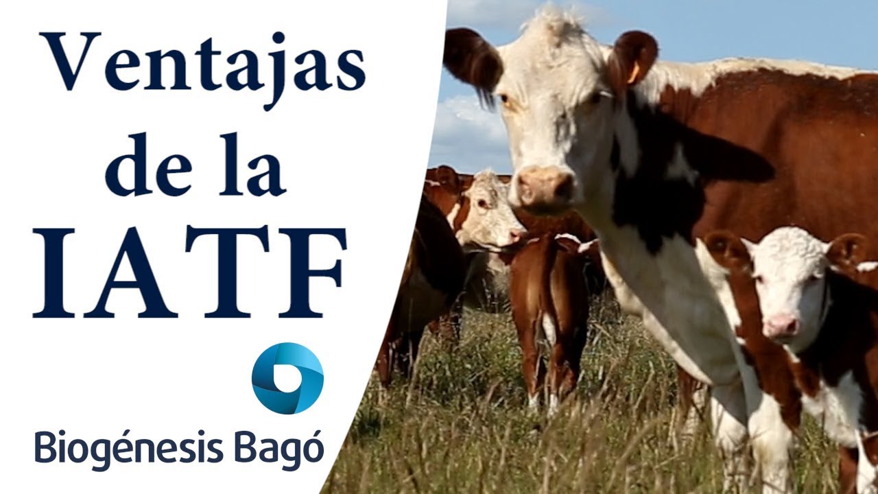 IATF Ventajas De La T cnica Biog nesis Bag YouTube iatf-ventajas-de-la-t-cnica-biog-nesis-bag-youtube