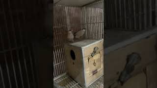 java new mutation breeding