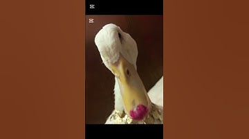 I love dancing💃💃 #humor #pets #funny #duck #quackattack #fyp #shorts #viralvideo #trending#dance