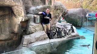 Full Penguin Feeding at the Columbus Zoo