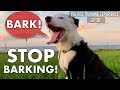 أغنية How I'm Training My Dog To Stop Barking & Walk On Leash