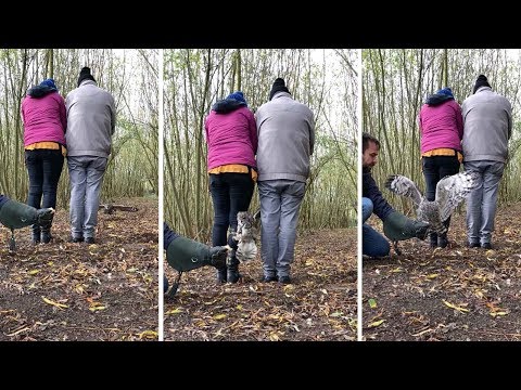 Super Agile Owl In Slow Motion
