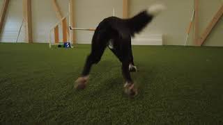 Agility Slow Motion Sandra & PepSy by cocoshunter99 38 views 2 years ago 1 minute, 22 seconds