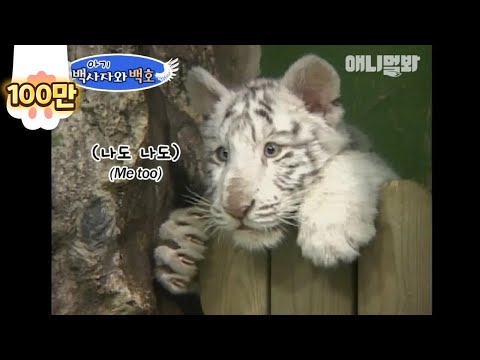 행운의 백호에요. 그래서 이 영상 보시면 별건 없고 귀엽습니다 ㅣ Here&amp;#39;s 1 in 100,000 Births, Baby White Tiger And..!