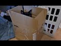 Kitten In The Box (Mega Cute)