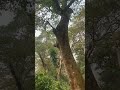 পারমোদন ফরেস্ট