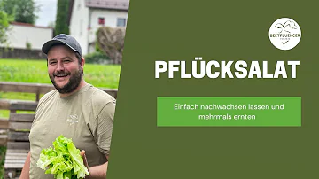 Wie erntet man Pflücksalat richtig?