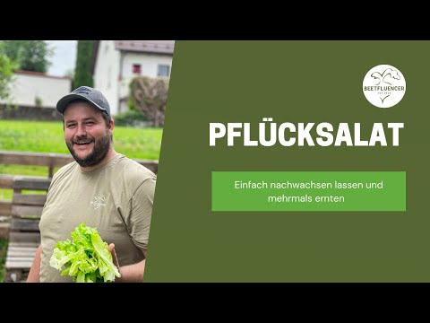 PFLÜCKSALAT-einfach nachwachsen lassen und mehrmals beernten