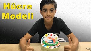 Hücre Modeli Yapımı - Proje Ödevi