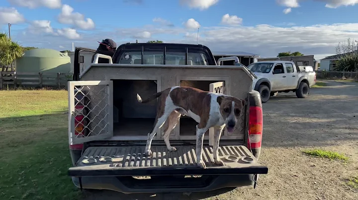 Pig hunting Nz 2021 156lb boar