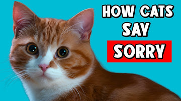How Do Cats Apologize to Humans?🔥And How to Apologize to Your Cat?