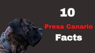 Presa Canario 🐾 Unveiled: 10 Exclusive Insights #Presa Canario #Doglove