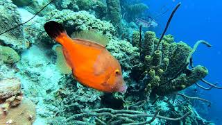 Scuba diving in the Caribbean 2021 77 dives 2 hour underwater relaxation video in 4k