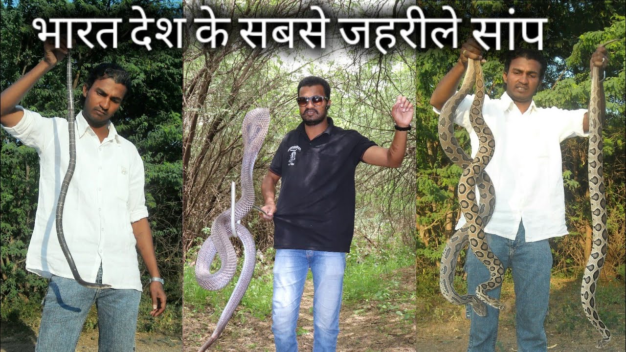 nagbibilang ng poste यही है वो 4 जहरीले सांप, जो अक्सर इसके ही काटे जाने पर लोगों की मौत होती है, Most venomous snake