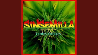 Video thumbnail of "Sinsemilla - Chuva"