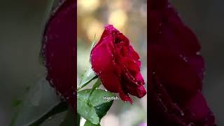 Download Lagu Bersandar Kepada Allah MP3