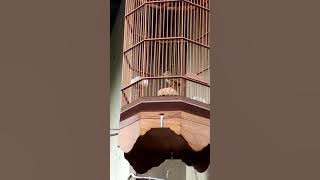 Branjangan rasa kenari....