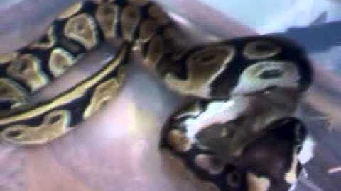 Our new ball python eating a Hopper mouse
