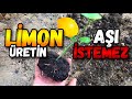 Kolay Limon Fidesi Üretimi | Aşıya Gerek YOK!