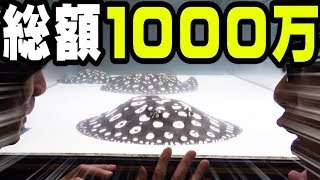 １０,０００,０００円の魚の飼育がとんでもなく凄かった！！！【さえりコラボ＃１】