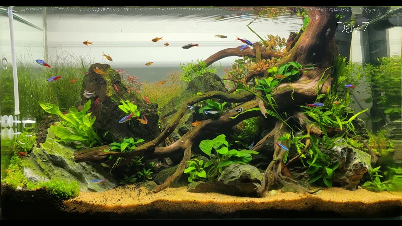 planted aquarium 4k