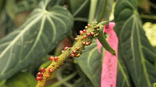 Collecting Anthurium Seeds