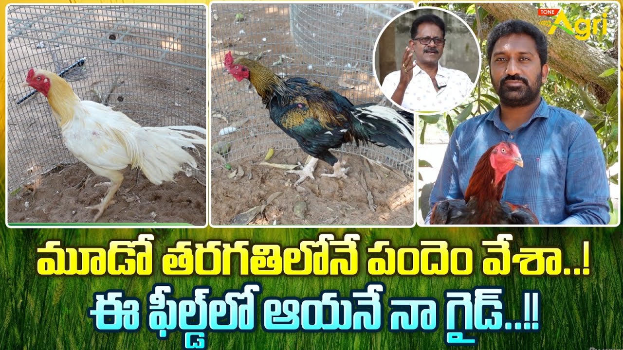 Pandem Kollu Pempakam | మూడో తరగతిలోనే పందెం వేశా..!  ఈ ఫీల్డ్‌లో ఆయనే నా గైడ్..!! Tone Agri