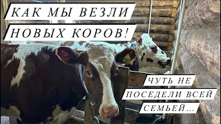 Выпустили коров на выпас. Убрали 3-х породную свинку и ее вес! Удой новой айрширской первотелки!