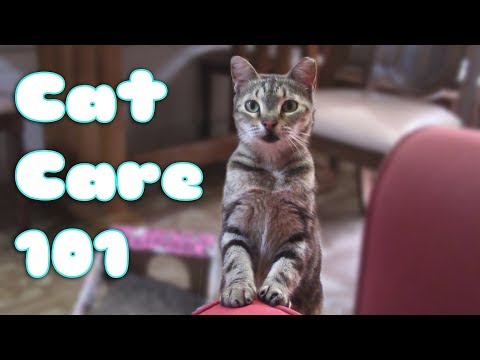 HOW TO CARE FOR A CAT or KITTEN! (101 EVERYTHING YOU NEED TO KNOW) -Pet Care