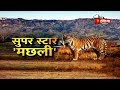 करोड़ों में थी 'मछली' की आमदनी | Story Of Bengal Tigress who lived in Ranthambore National Park