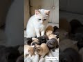cute cat and kittens
