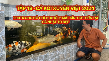 TẬP 18 -CÁ KOI XUYÊN VIỆT 2024 - 200TR CHO HỒ CHỈ 12 KHỐI 2 MẶT KÍNH KHI SỮA LẠI CÁ KOI NHẬT TO ĐẸP
