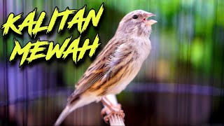 KALITAN EXOTIS ISIAN MEWAH - MASTERAN KENARI ISIAN BLACKTHROAT GACOR CENGKOK MEWAH FAVORITE